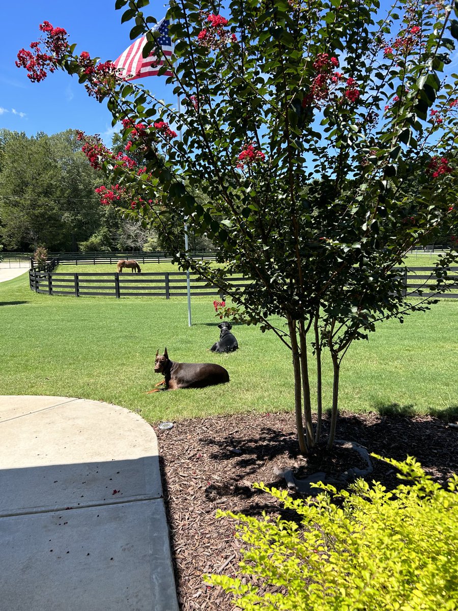 My girl has torn tendon back leg, it’s wrapped.  Her front old injury flareup did Botox injection.  Chill time 🐾❤️