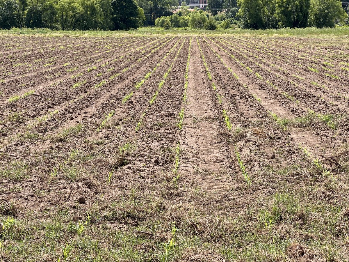 Good germination and contrast of the sorghum diversity panels at Clemson.