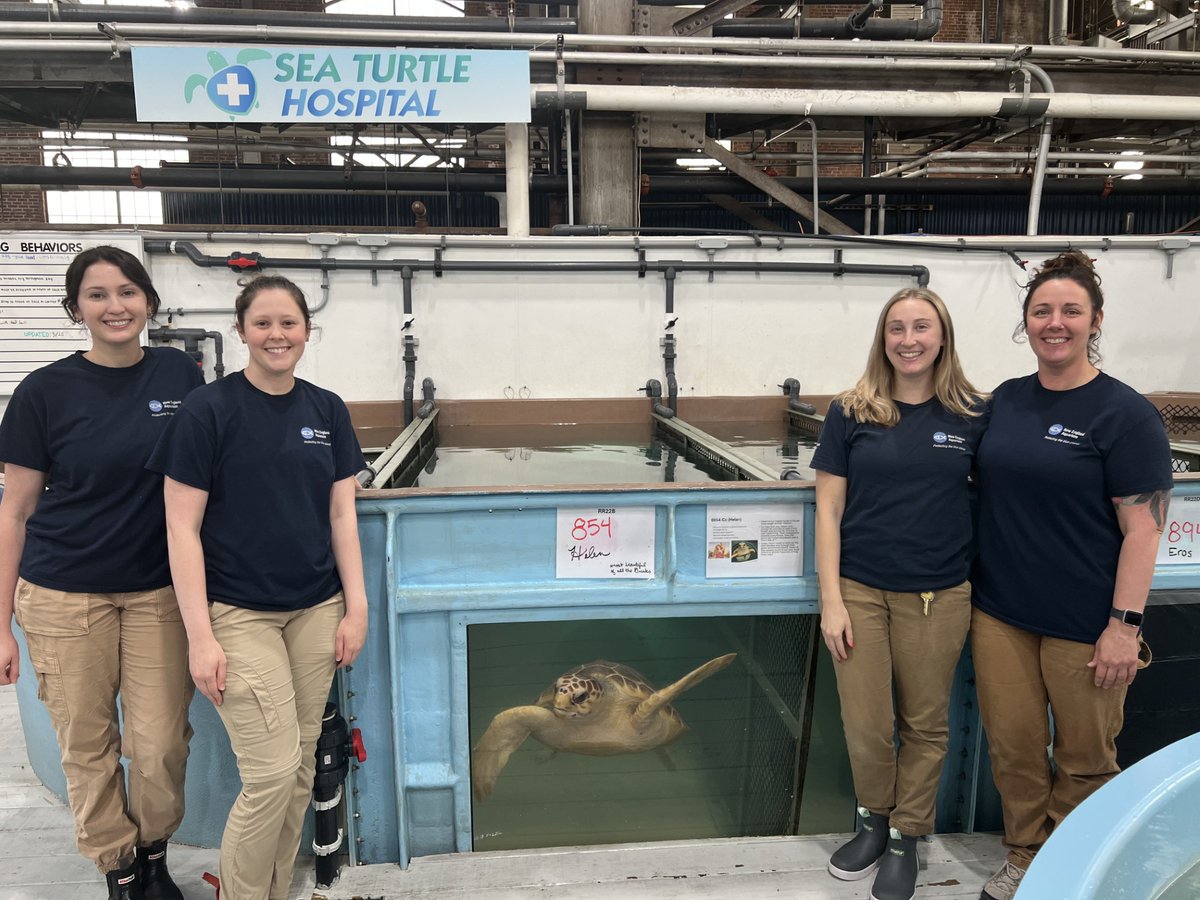 From our Sea Turtle Rescue and Rehabilitation team, the turtles we care for, and all of us here at the Aquarium—happy World Sea Turtle Day! 💚🌊

#WorldSeaTurtleDay #SeaTurtleHospital #SeaTurtleRescue