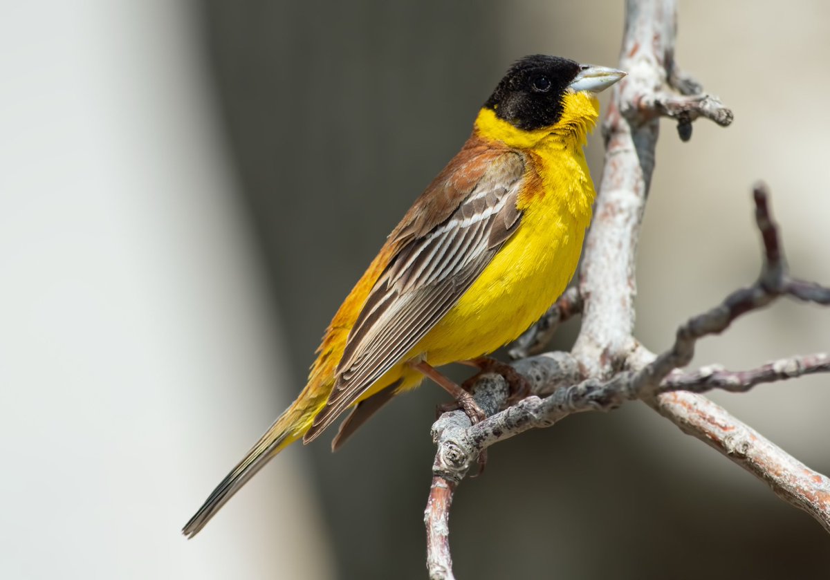 WhitleyBirder's tweet image. One of the most memorable new birds of our trip to Turkey was Black-headed Bunting, and this exceptional male singing right beside the road was our first!