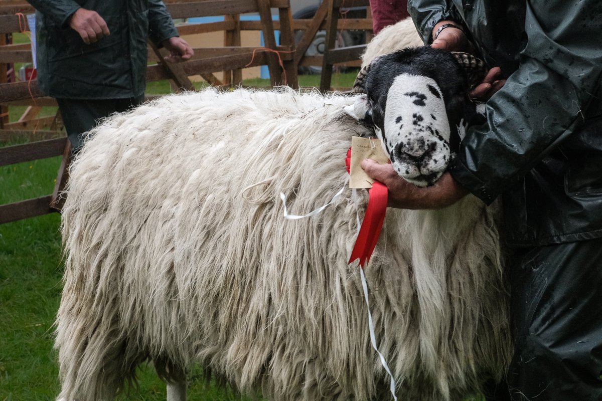 Congratulations to Wendy and Stephen Dickinson, first prize Rough Fell shearling tup at Greenholme Show   #SheepOfTheDay