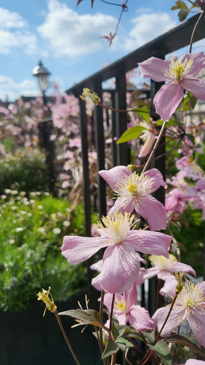 MeristemDesign's tweet image. Spring has arrived in our Chelsea project 🌸 Thoughtful planting and biophilic design have transformed the space into a lush, calming retreat. Nature = daily wellbeing.
#Spring2025 #UrbanGreening #GardenDesign #BiophilicDesign