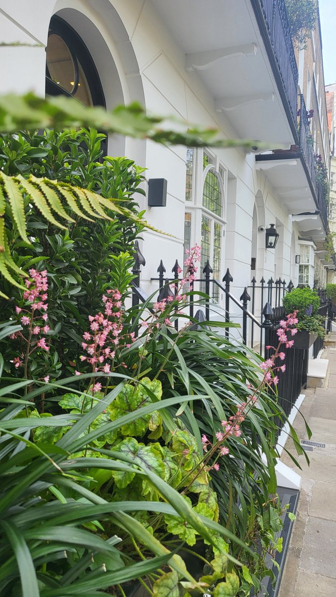 MeristemDesign's tweet image. Spring has arrived in our Chelsea project 🌸 Thoughtful planting and biophilic design have transformed the space into a lush, calming retreat. Nature = daily wellbeing.
#Spring2025 #UrbanGreening #GardenDesign #BiophilicDesign