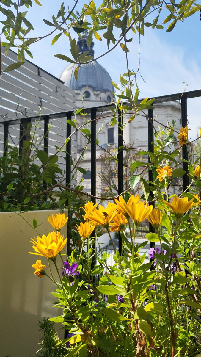 MeristemDesign's tweet image. Spring has arrived in our Chelsea project 🌸 Thoughtful planting and biophilic design have transformed the space into a lush, calming retreat. Nature = daily wellbeing.
#Spring2025 #UrbanGreening #GardenDesign #BiophilicDesign