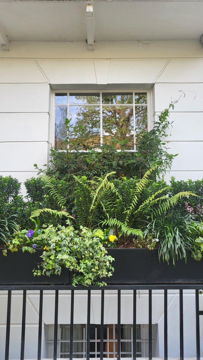 MeristemDesign's tweet image. Spring has arrived in our Chelsea project 🌸 Thoughtful planting and biophilic design have transformed the space into a lush, calming retreat. Nature = daily wellbeing.
#Spring2025 #UrbanGreening #GardenDesign #BiophilicDesign