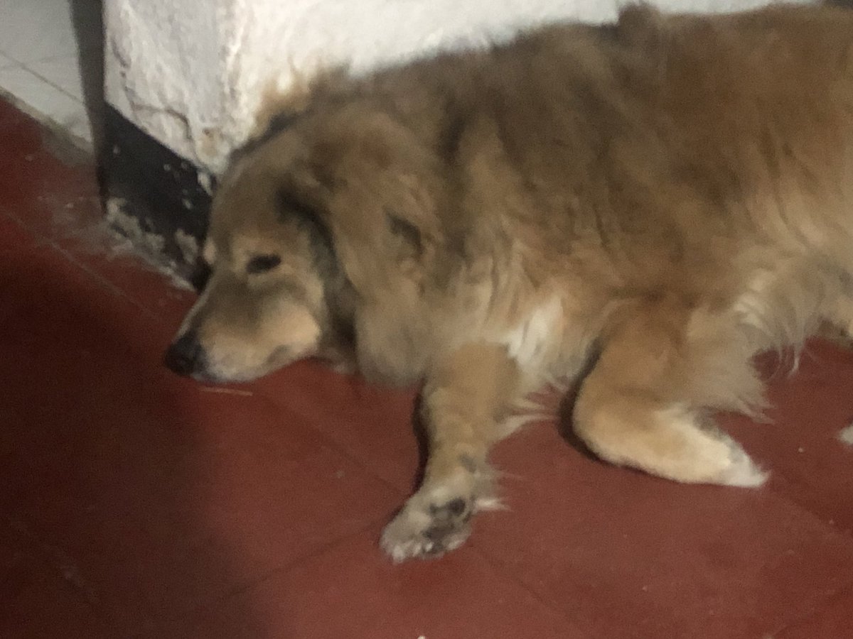 AYUDA POR FAVOR!!! 🙏🙏🙏 
Akira se enfermó, tiene diarrea y no se le controla!!! Necesito llevarlo a la vet URGENTE, pero donde me dan crédito no están. No tengo transporte ni como pagar la veterinaria. Si alguien nos puede ayudar lo vamos a súper agradecer.