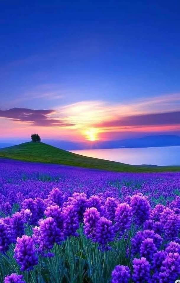 💞💫🌸Good evening.💫💙🌿