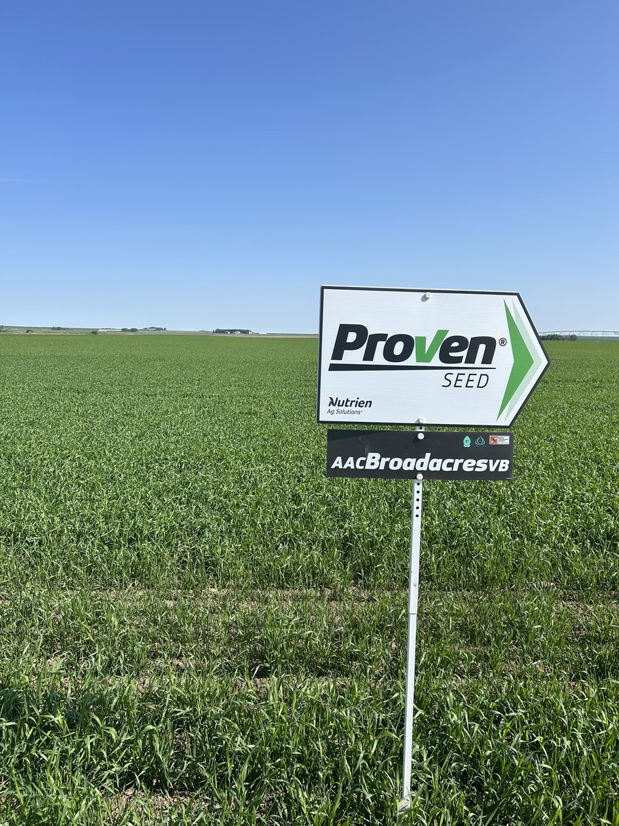 Hartger Haan (@hartger3) on Twitter photo Proven Seed’s flagship CWRS product. Very consistent performance across soil zones, with excellent standability! <a href="/NutrienAg_SAB/">Nutrien Ag Solutions - Southern Alberta</a> <a href="/SWalisser/">Sean Walisser</a> <a href="/voss_ag/">Adam Voss</a> <a href="/EgelandRandall/">Randall Egeland</a> <a href="/RathwellLauren/">Lauren Rathwell</a> Proven Seed’s flagship CWRS product. Very consistent performance across soil zones, with excellent standability! <a href="/NutrienAg_SAB/">Nutrien Ag Solutions - Southern Alberta</a> <a href="/SWalisser/">Sean Walisser</a> <a href="/voss_ag/">Adam Voss</a> <a href="/EgelandRandall/">Randall Egeland</a> <a href="/RathwellLauren/">Lauren Rathwell</a>