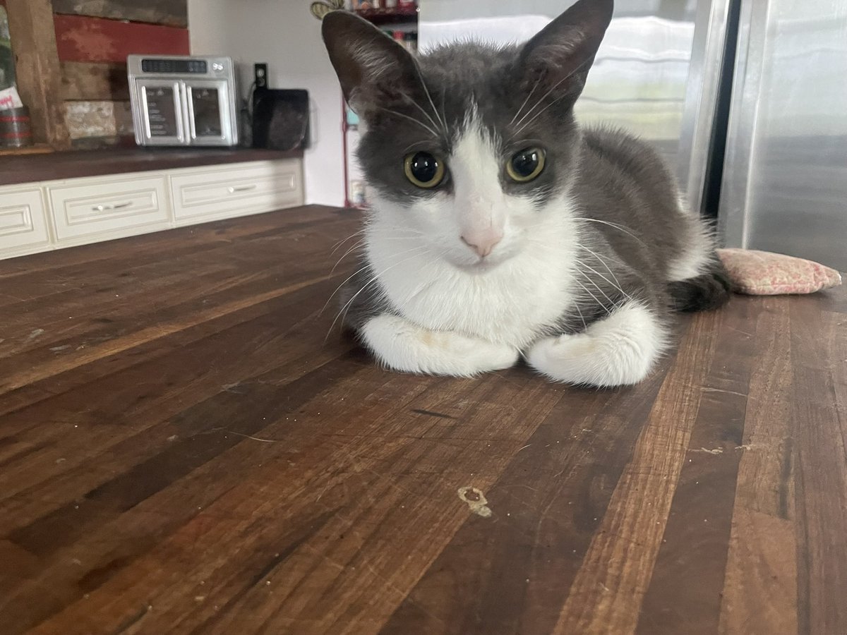 shimsharee's tweet image. My little chunk of hunk Blue Bayou has gone over the rainbow bridge. My heart hurts so much please send positive vibes 😿