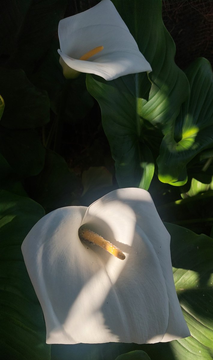 El jardín siempre me recibe con estas bellezas 💙