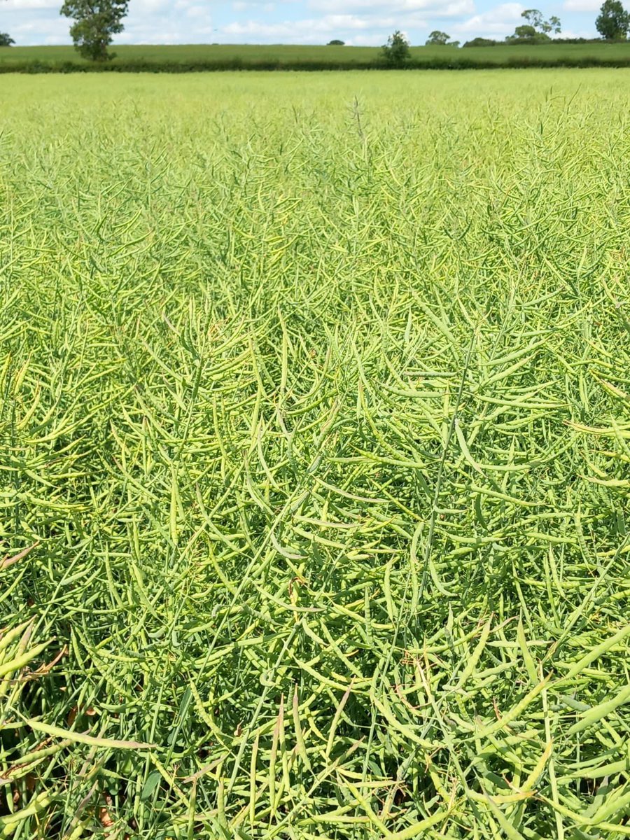 Its definitely been good growing weather over the past week, or at least it has been for this cracking crop of OSR! <a href="/LGSeedsUK/">LGSeedsUK</a>