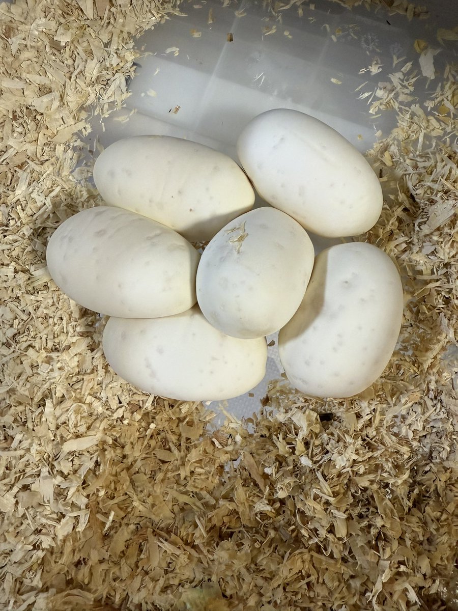 MKK36551722's tweet photo. 2クラッチ目。
初産でデカ卵5個、全て有精卵でした😊

0.1 Mojave Crystal

#DEUReptiles
#ボールパイソン https://t.co/cYgNzEtQfl