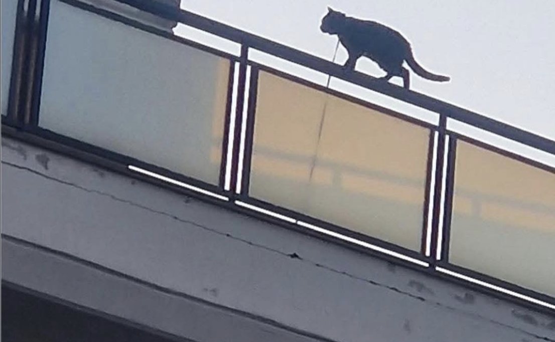 ChangeItalia's tweet image. Una petizione per salvare un gatto dal suo proprietario violento raggiunge oltre 30mila firme in pochissime ore.  
Firma anche tu per salvare Filippo: change.org/p/richiediamo-…