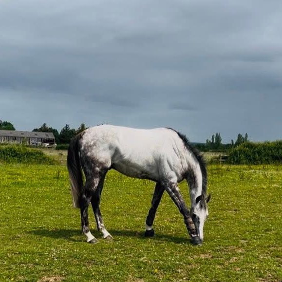 ThurloeThoroughbreds (@thurloethbreds) on Twitter photo Our Royal Ascot hero Belloccio has been retired after picking up an injury in his last race. He gave us a magic day winning the Copper Horse at Royal Ascot last year. Heβll now enjoy a happy retirement at Pinto Fields Equestrian ππ With thanks to team <a href="/WillieMullinsNH/">Willie Mullins</a> Our Royal Ascot hero Belloccio has been retired after picking up an injury in his last race. He gave us a magic day winning the Copper Horse at Royal Ascot last year. Heβll now enjoy a happy retirement at Pinto Fields Equestrian ππ With thanks to team <a href="/WillieMullinsNH/">Willie Mullins</a>