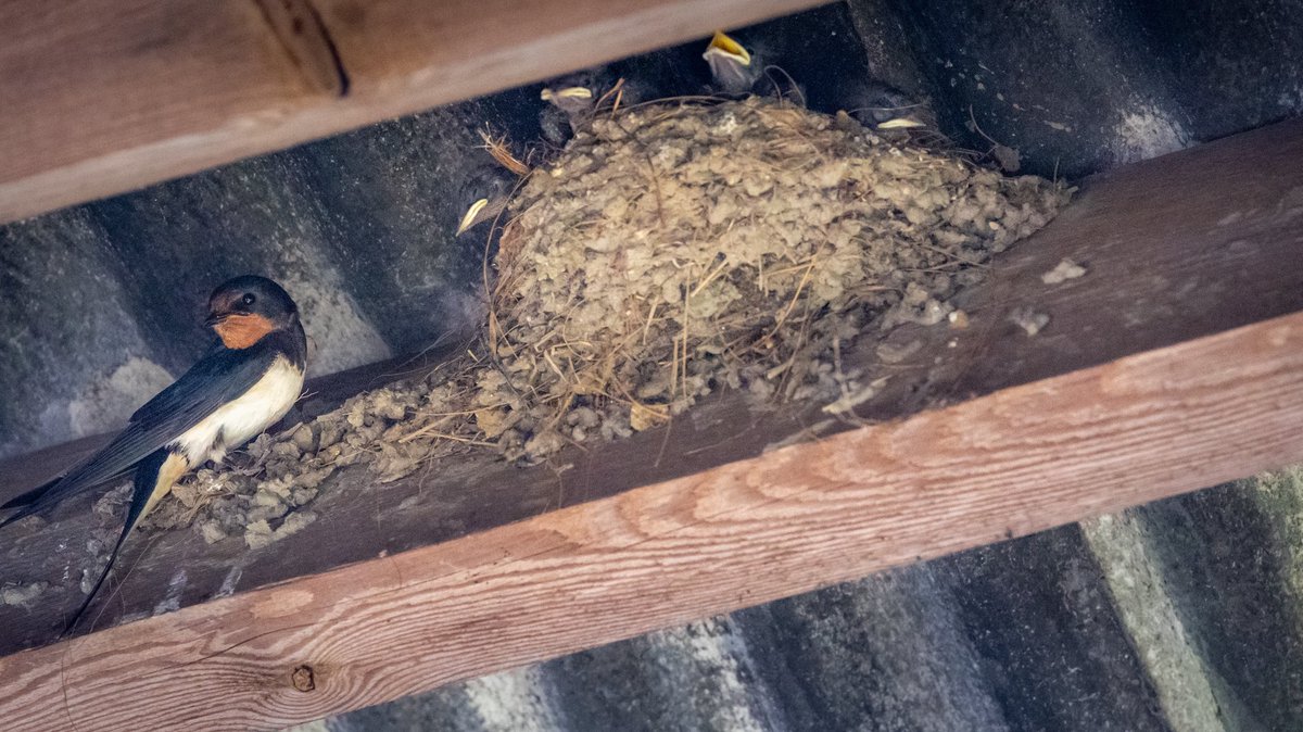 Out checking the barn swallow nests today. Met six dog walkers—only one clipped a lead back on when I mentioned the skylarks nesting in the adjacent field. And still the balls flew. Sigh 🎾 🐾 🐝