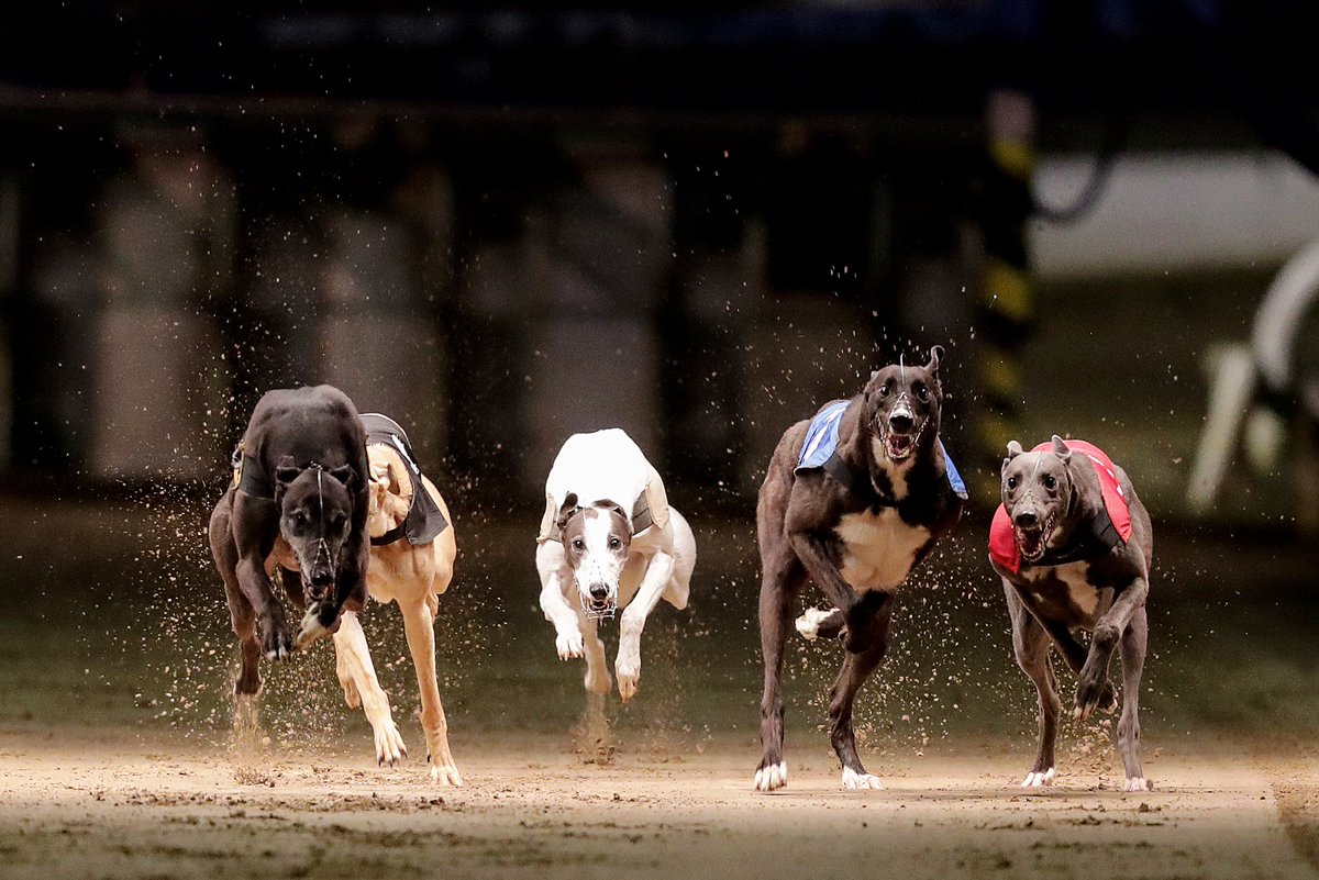 The Opening Round of The Faypoint Sean @ Stud Treaty Cup Open 350 got underway on Saturday in Limerick.

Sponsored by Chris Flanagan, the 1st Round heats never fail to disappoint with some thrilling heats.

Peter Farrell recaps here bit.ly/4e5HUr8 

#GoGreyhoundRacing