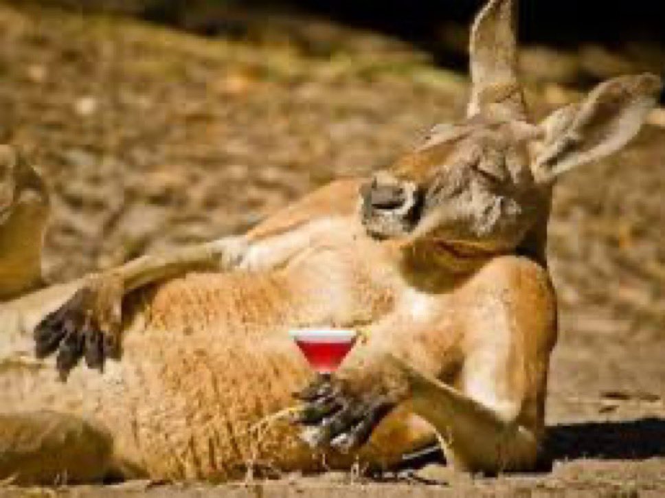 RogerCoinOnSol's tweet image. Been quiet… but don’t get it twisted.
$Roger season ain’t over 🦘🔥
#RogerNeverDies