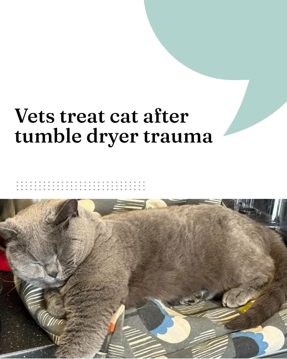 Vets treat cat after tumble dryer trauma

 vettimes.com/news/vets/smal…