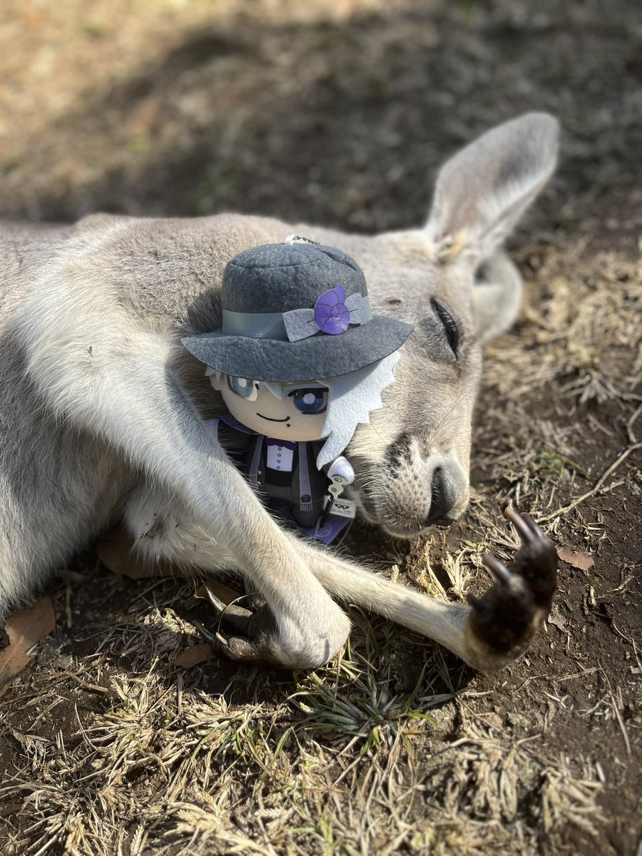 BarbedWolf's tweet photo. 🦘🦘🐙🦘🦘
🥰🥰🥰🥰🥰
#twst https://t.co/pfTPEj3EZx