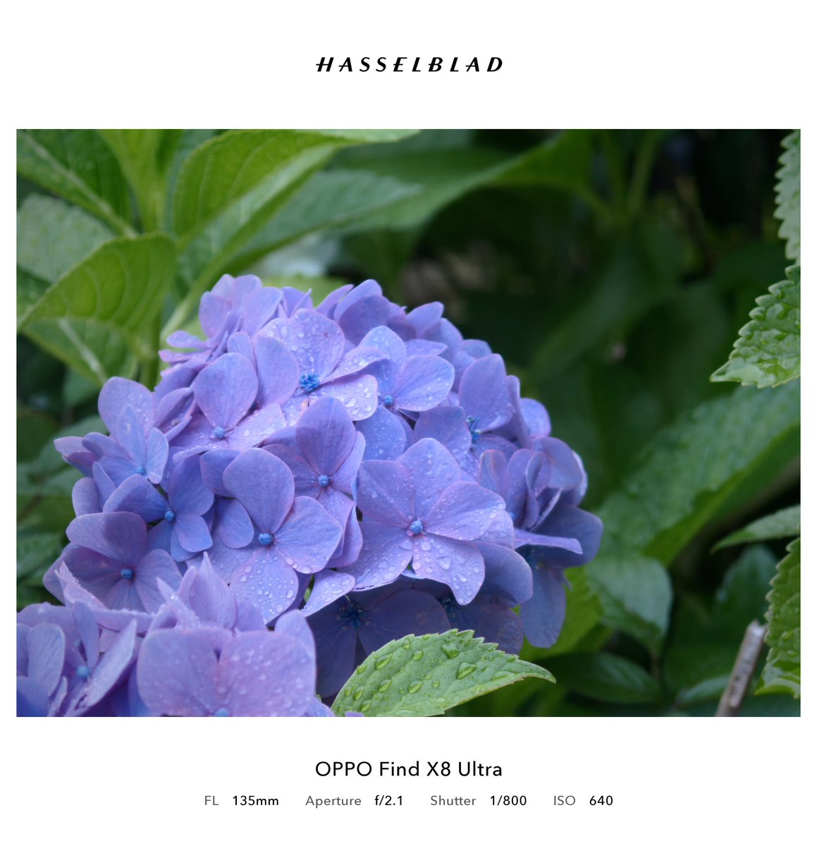 kti14p's tweet image. 雨上がりの紫陽花綺麗！
6倍レンズが強すぎる！フィルターで遊ぶのも楽しい！
#OPPOカメラ部 #shotonoppo #FindX8Ultra