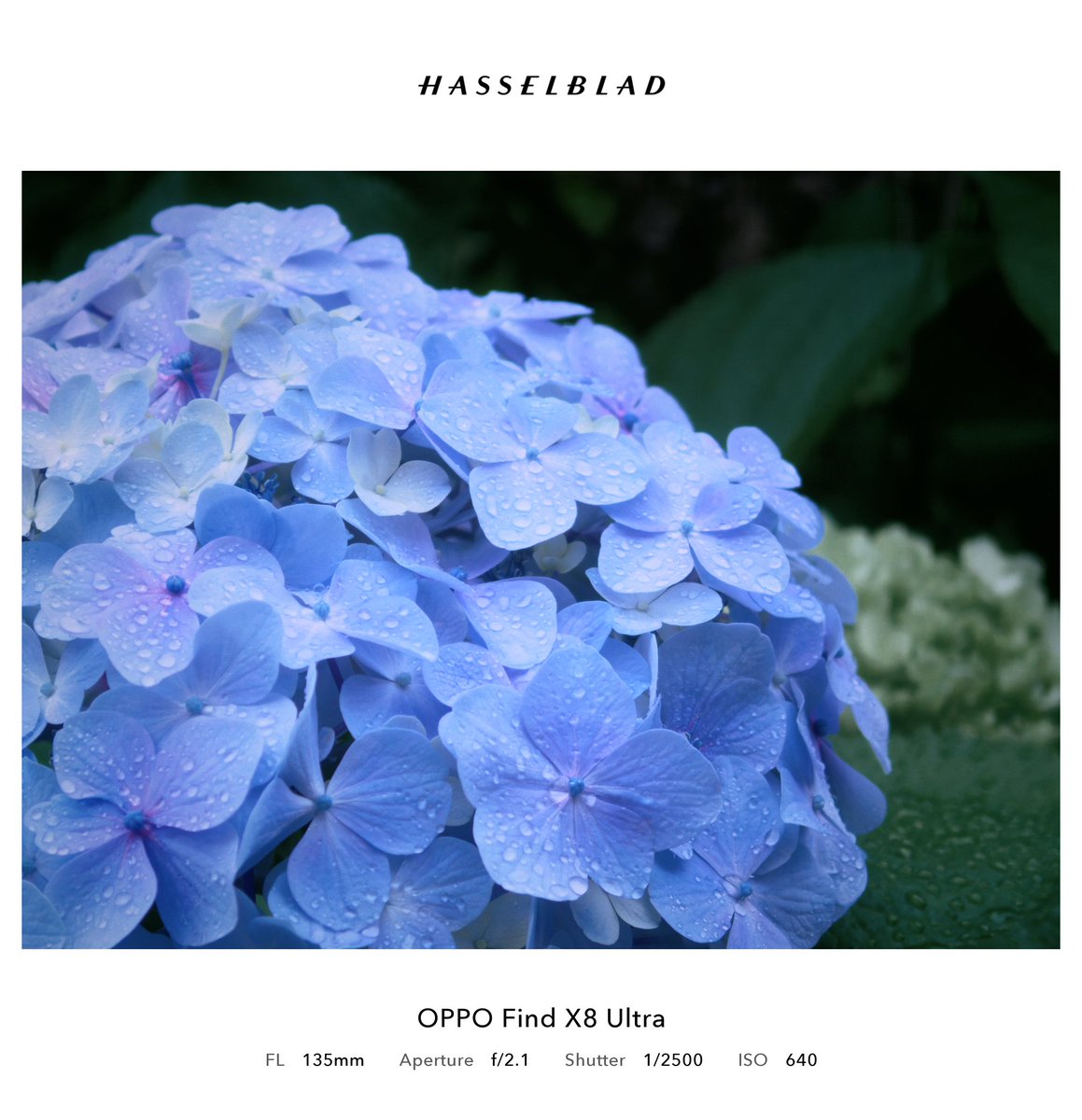 kti14p's tweet image. 雨上がりの紫陽花綺麗！
6倍レンズが強すぎる！フィルターで遊ぶのも楽しい！
#OPPOカメラ部 #shotonoppo #FindX8Ultra