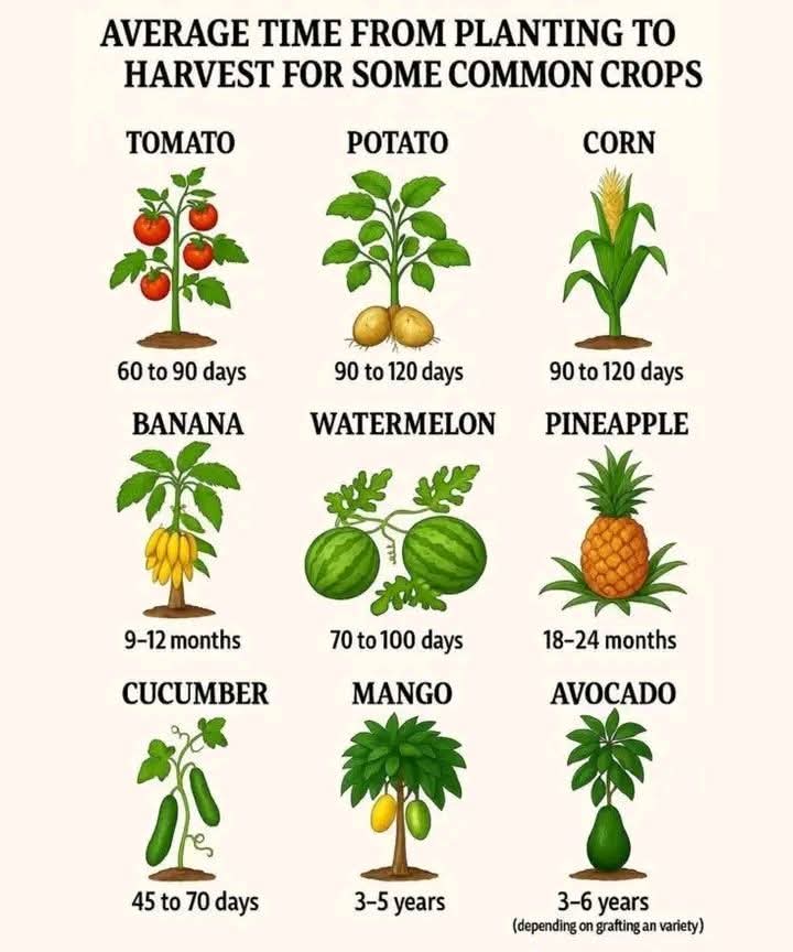 Sibobugingo Joël tweet media