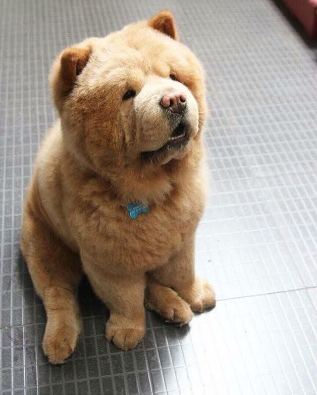 Puppies 🐶 tweet media