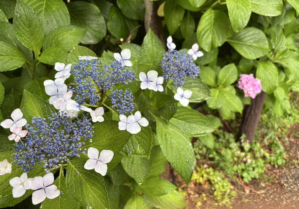 間に合わない間に合わない間に合わない…

とりあえず明日はしのごう…
こういうときは癒しを…