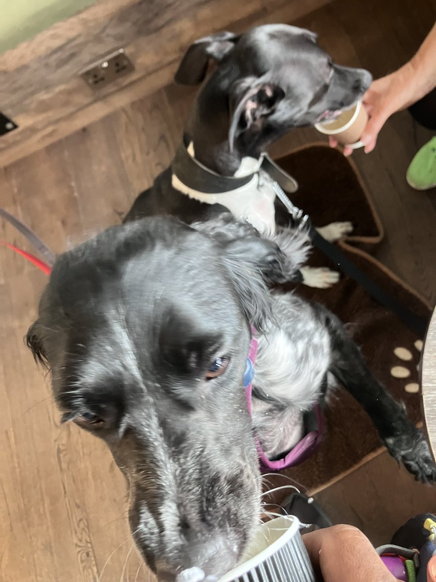 At PieLattés I met a dog called Oreo!!
Then we went to cafe and TallDogBran and me had Puppacinos.
Dad is feeling very gilty cos he took a choo to PieLattés but LOST IT!!
So we duz hope for good replacement. 🌸🐕‍🦺🐾♥️