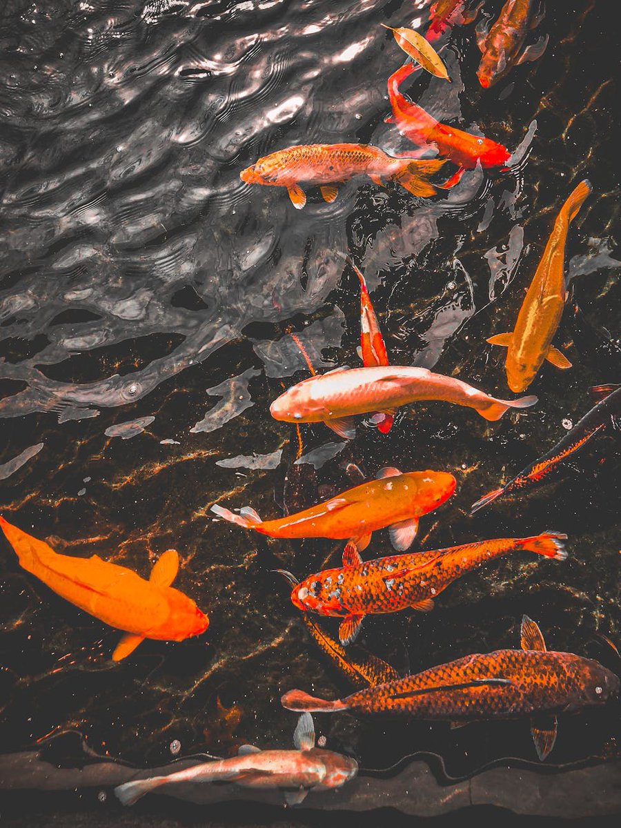 zorodaci51283's tweet image. Just added a new koi to my pond! Its vibrant red scales glow under the moonlight.��✨Watching these beauties swim is pure zen. Tip: Keep water pH at 7-7.5 for happy koi! #KoiKeeping #AquariumLife #FishHobby