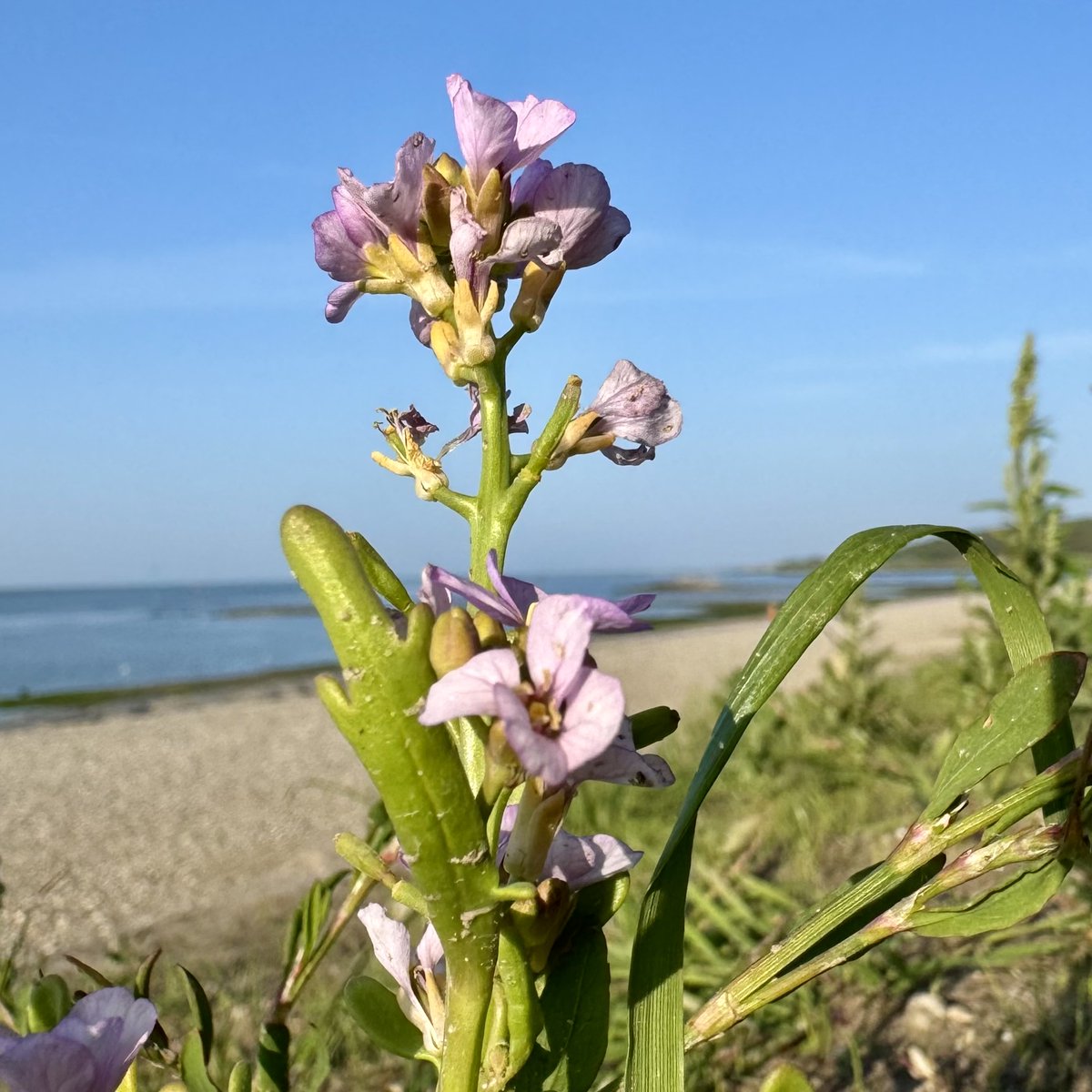 Hotelletje deVeerman tweet media