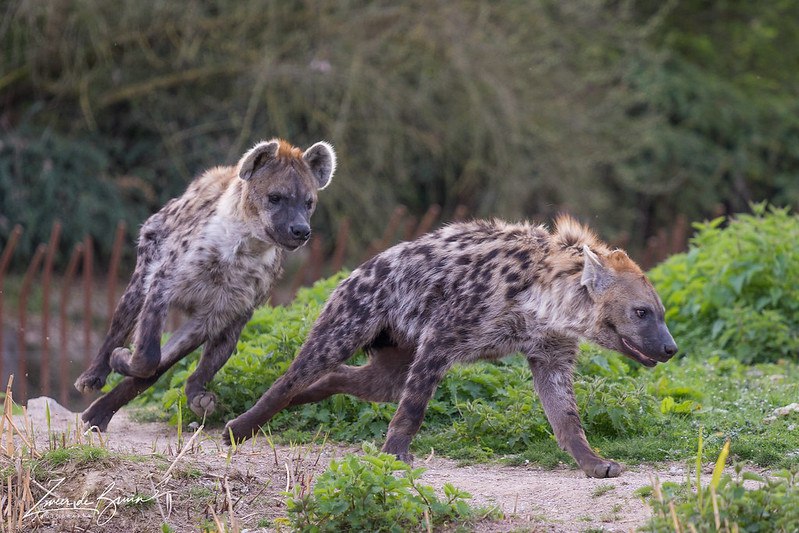 [🔗](api.tinyfox.dev/hourly/Yeens/3…)