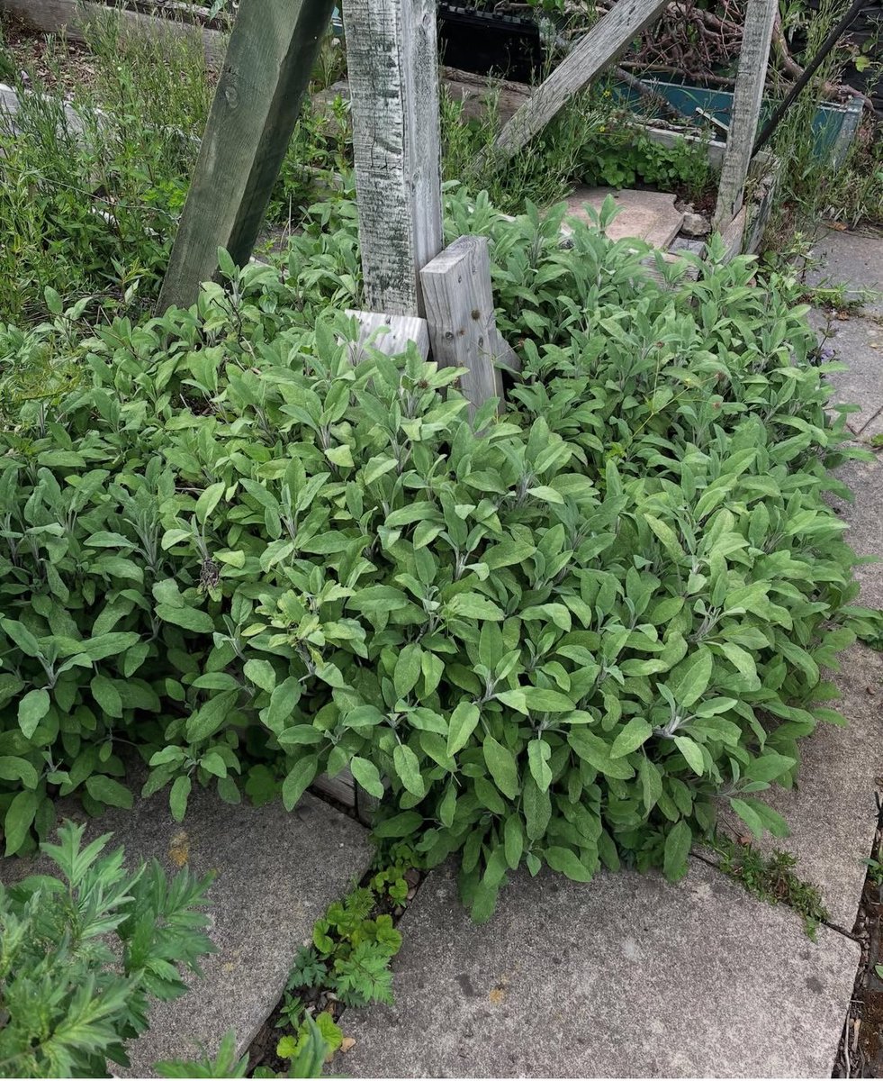 Sage has done exceptionally well for KG follower Amy Stephenson  🫶

#kitchengarden #growing #growyourown #gardening #plot #allotment #growyourownfood #allotmentsuk #homegrown #garden #gardenlove #gardeninspiration