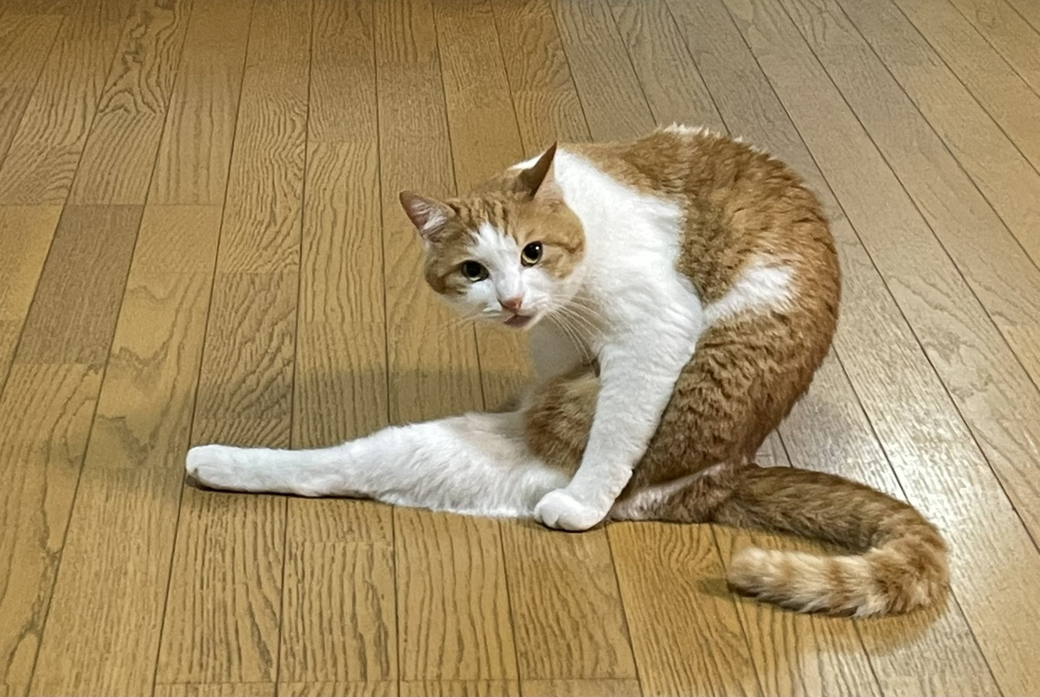 春♪ ₕₐₗᵇᵢₜ₅ (@HALbit5) / X