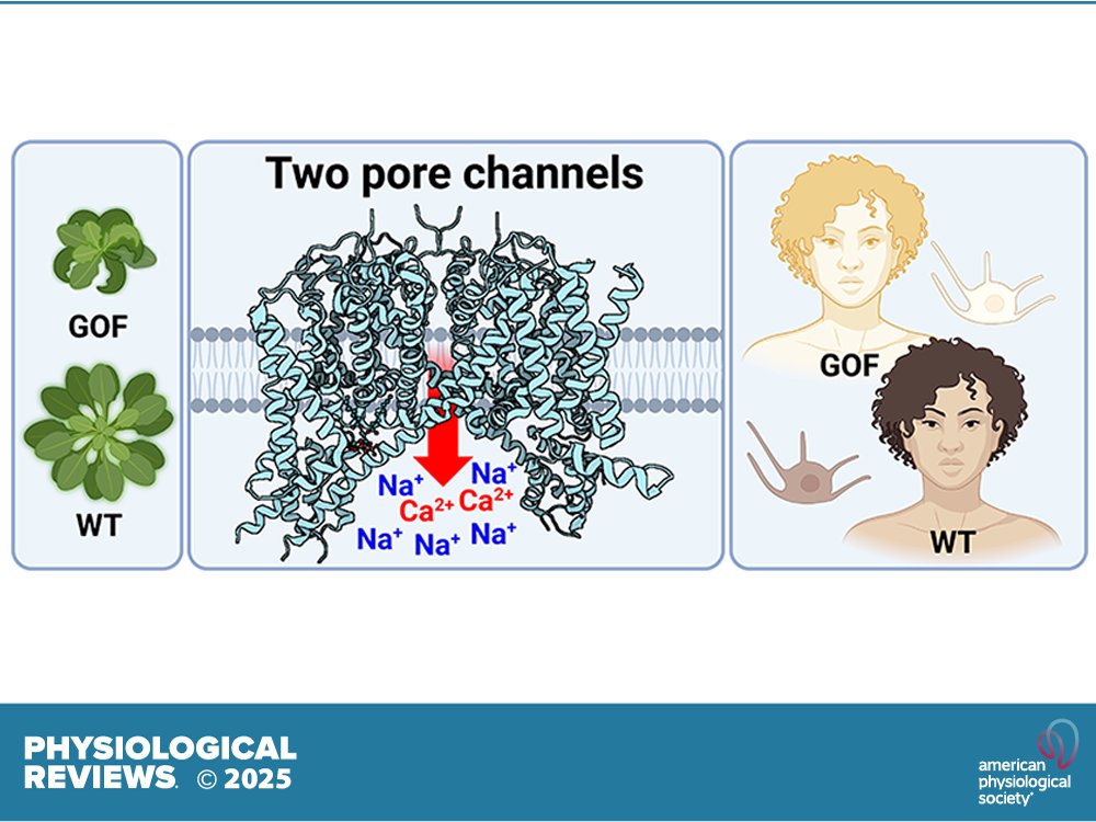 physiolrev's tweet image. Check out this article from @physiolrev, TPCs: FROM PLANT TO HUMAN
Yvonne Eileen Klingl, et al.
ow.ly/c91k50W3ZPy
#Lysosomal #TPC @lysolabmunich