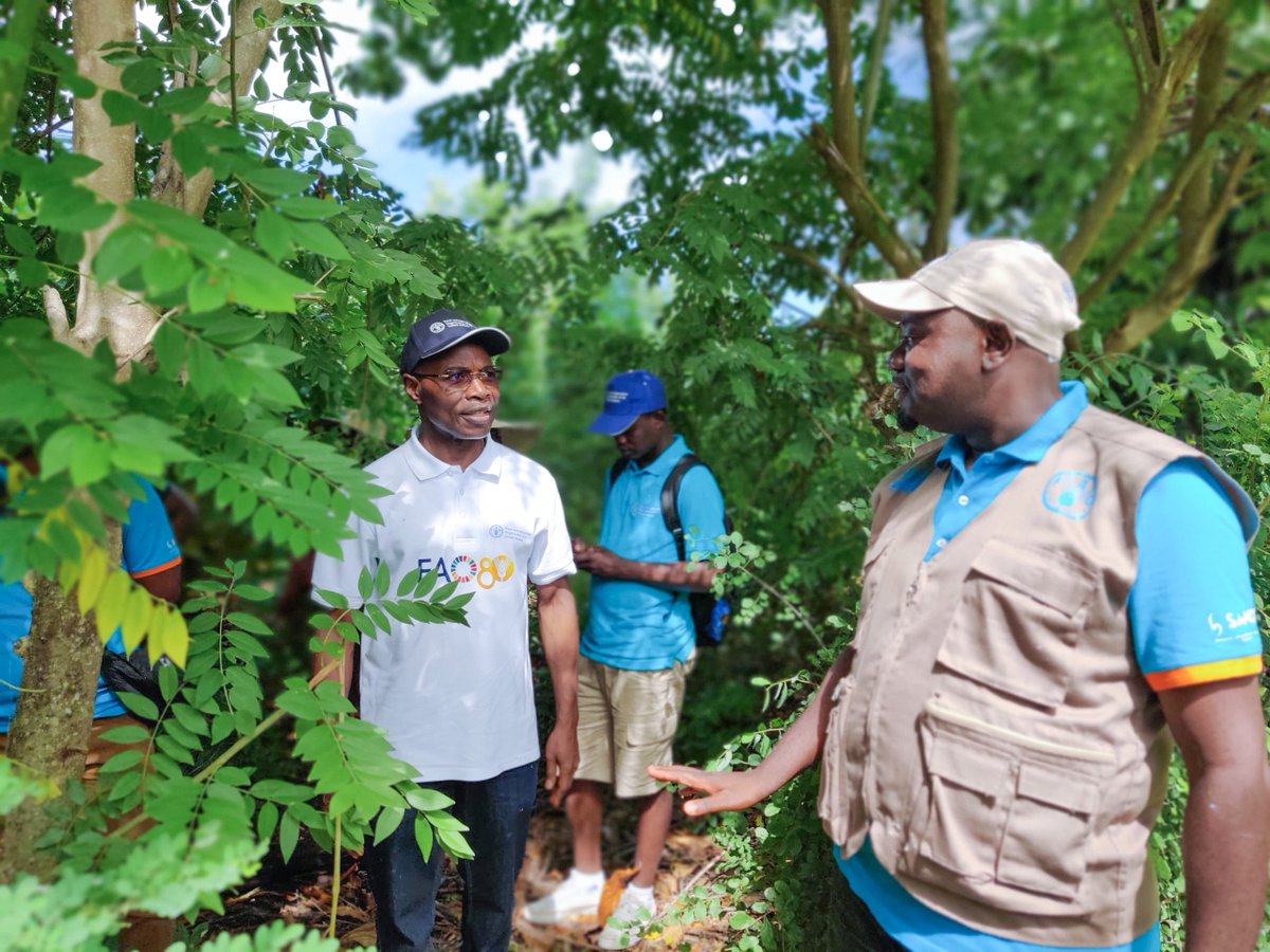 FAO in Madagascar, Comoros, Mauritius & Seychelles (@faomadagascar) on Twitter photo 🔍 Visite du <a href="/CharlesBoliko/">M. Charles Boliko</a> auprès de la Coopérative Mawatwaniya ya Badjini, appuyée par le projet #SEPAREF.
💬 Échanges avec les bénéficiaires autour des boutures de manioc certifiées & de la #SécuritéAlimentaire.
#FAOComores 🌾 #AgricultureDurable 🔍 Visite du <a href="/CharlesBoliko/">M. Charles Boliko</a> auprès de la Coopérative Mawatwaniya ya Badjini, appuyée par le projet #SEPAREF.
💬 Échanges avec les bénéficiaires autour des boutures de manioc certifiées & de la #SécuritéAlimentaire.
#FAOComores 🌾 #AgricultureDurable