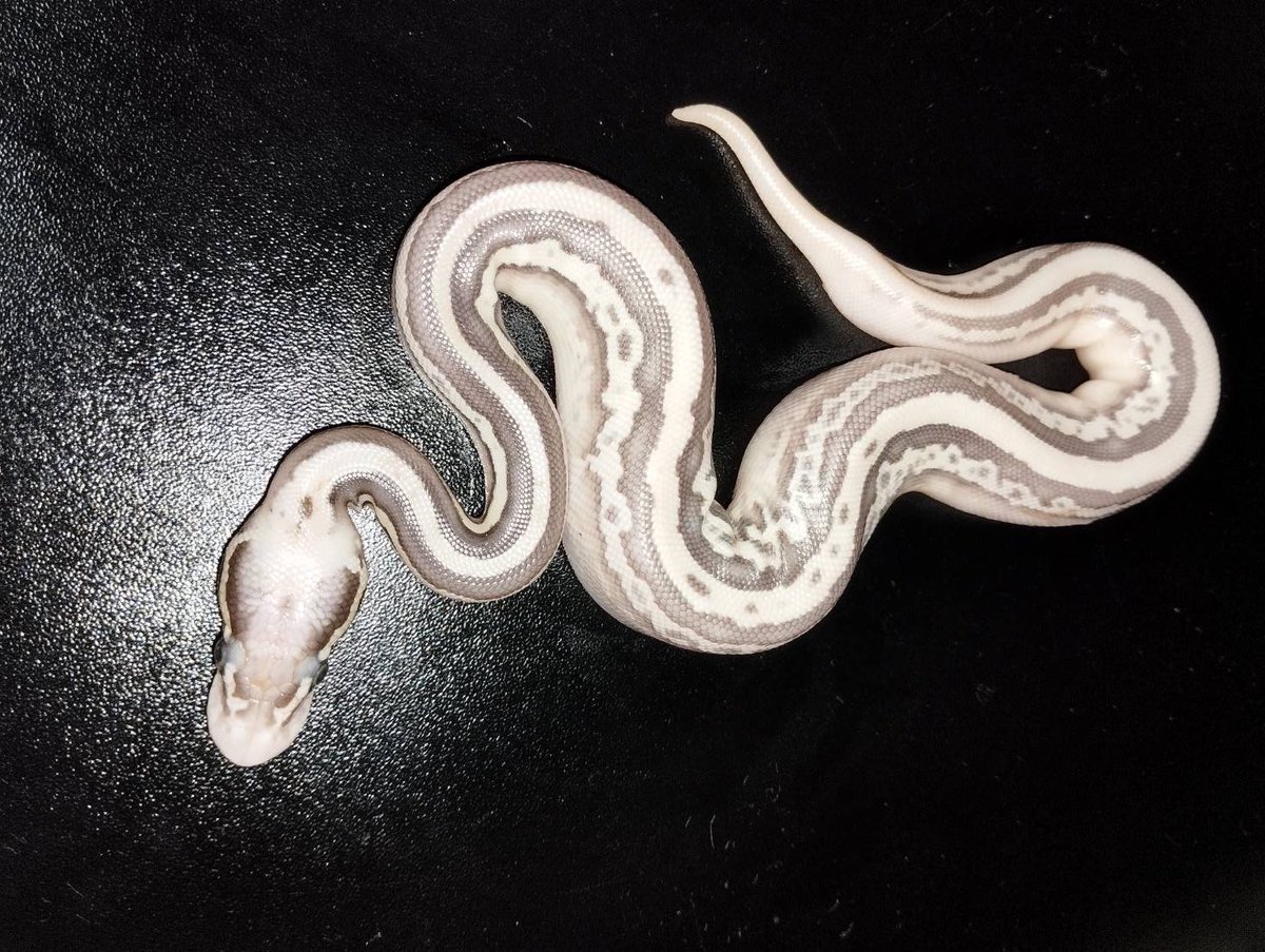 UmbrellaPython's tweet image. 今年も奇跡的にぶりくら市、出店させていただけることになりました。
感謝しかありません。
国内ブリード発展と盛況の一助となれるよう努力いたします。
 #burikura