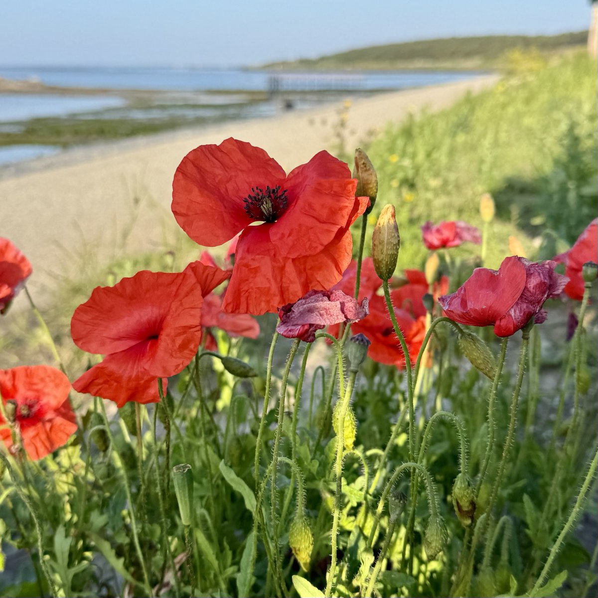 Hotelletje deVeerman tweet media