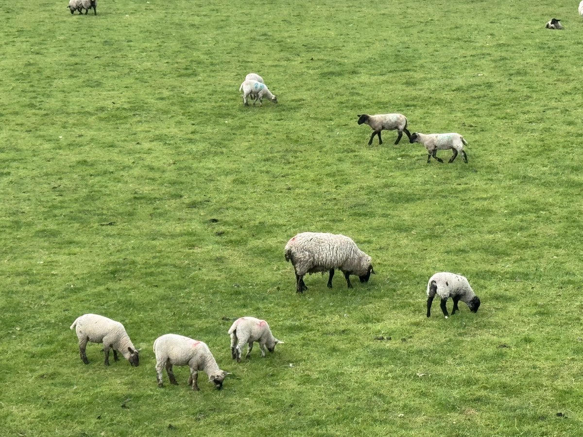 Late post for #NHS1000miles …… 586 miles YTD with a few in the Peak District and London this week at the PMO conference - has your #NHSPMO signed up yet?  Contact me for details.