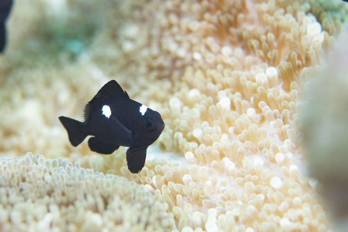 ミツボシクロスズメ