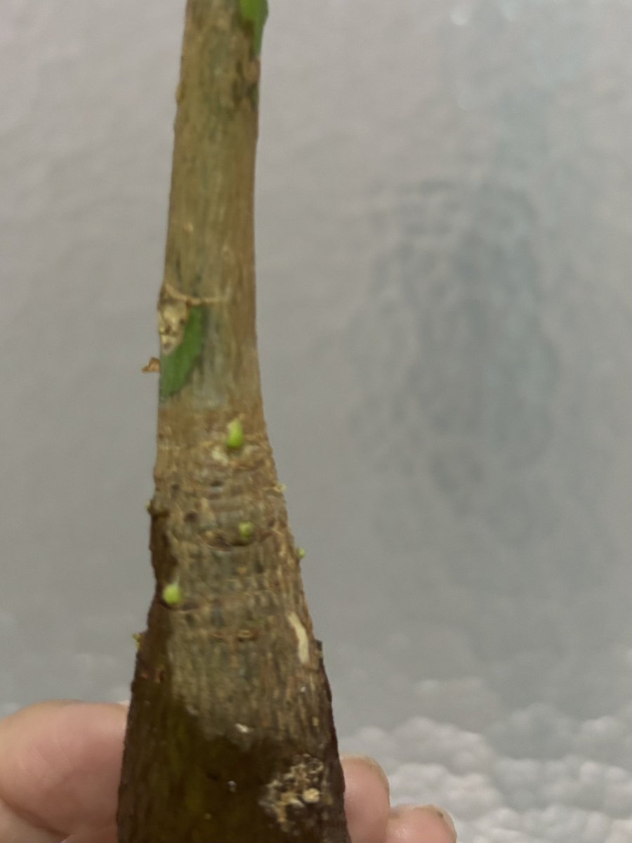 botanicoROCA's tweet image. 白い根っこが出かけていたのに、2日ほど目を離していた隙に消えてしまった(◞ ̫◟)
その代わりに、新芽が出て来てる。根っこ出ろ出ろ〜。

#botanirocaパキラ
#パキラ #pachira