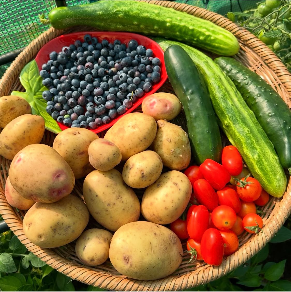 Magnificent! Fabulous harvest from Kitchen Garden follower Shauna Elizabeth 🔥

Show us yours...

#kitchengarden #growing #growyourown #gardening #plot #allotment #growyourownfood #allotmentsuk #homegrown #garden #gardenlove #gardeninspiration