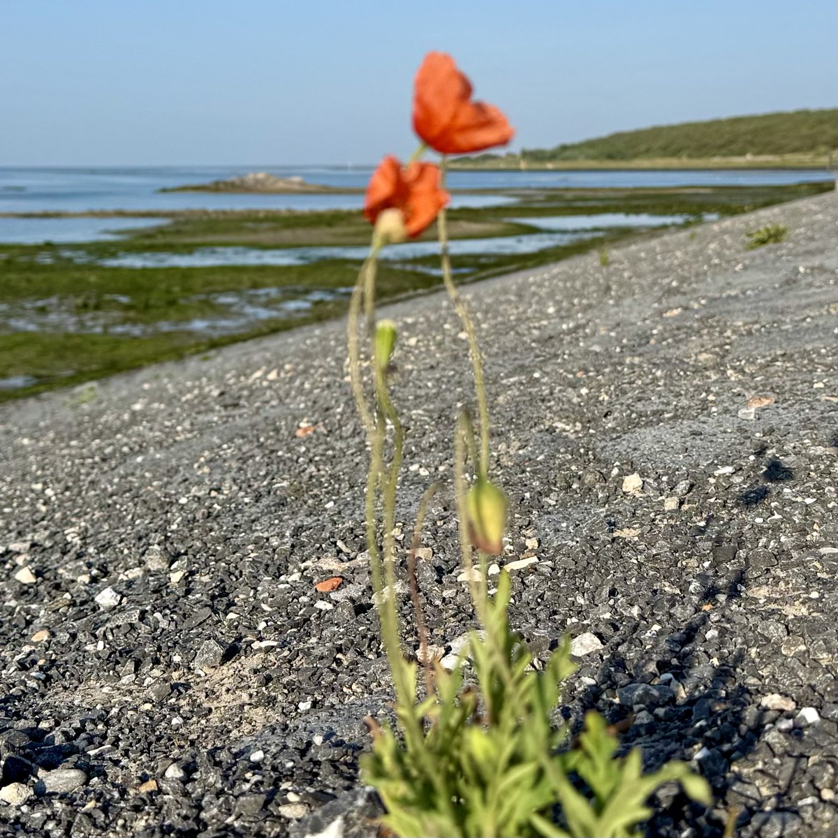 Hotelletje deVeerman tweet media