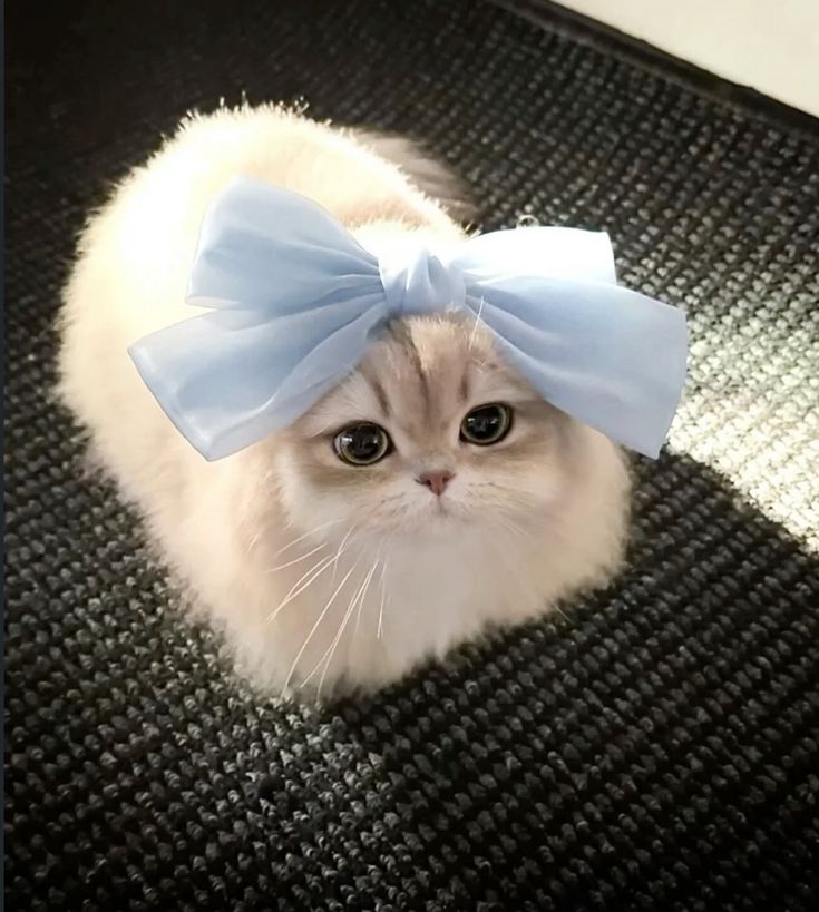 Cats all the way tweet media