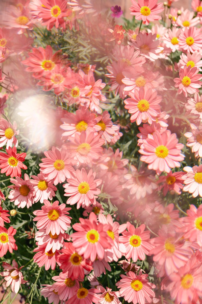 86ca86's tweet image. 花が好き。