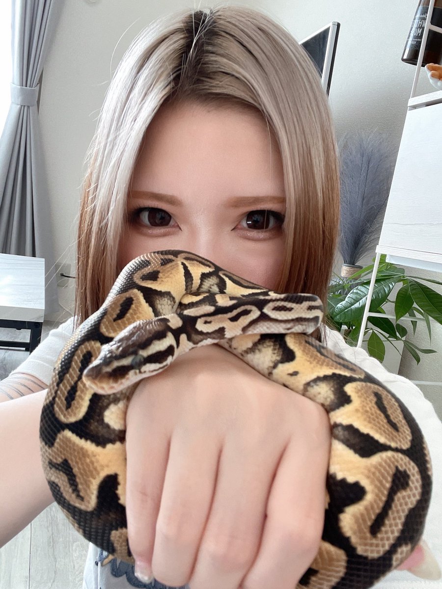 🍊ぶちょー🍊 tweet media