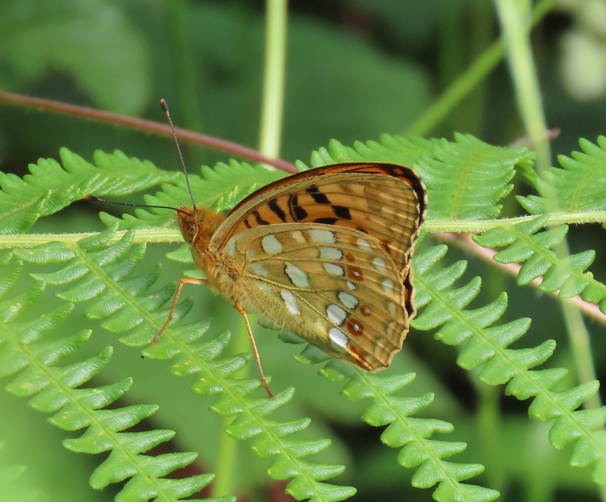 Boloria selene Small Pearl-bordered Fritillary and Argynnis adippe High Brown Fritillary in Glamorganshire a few days ago.