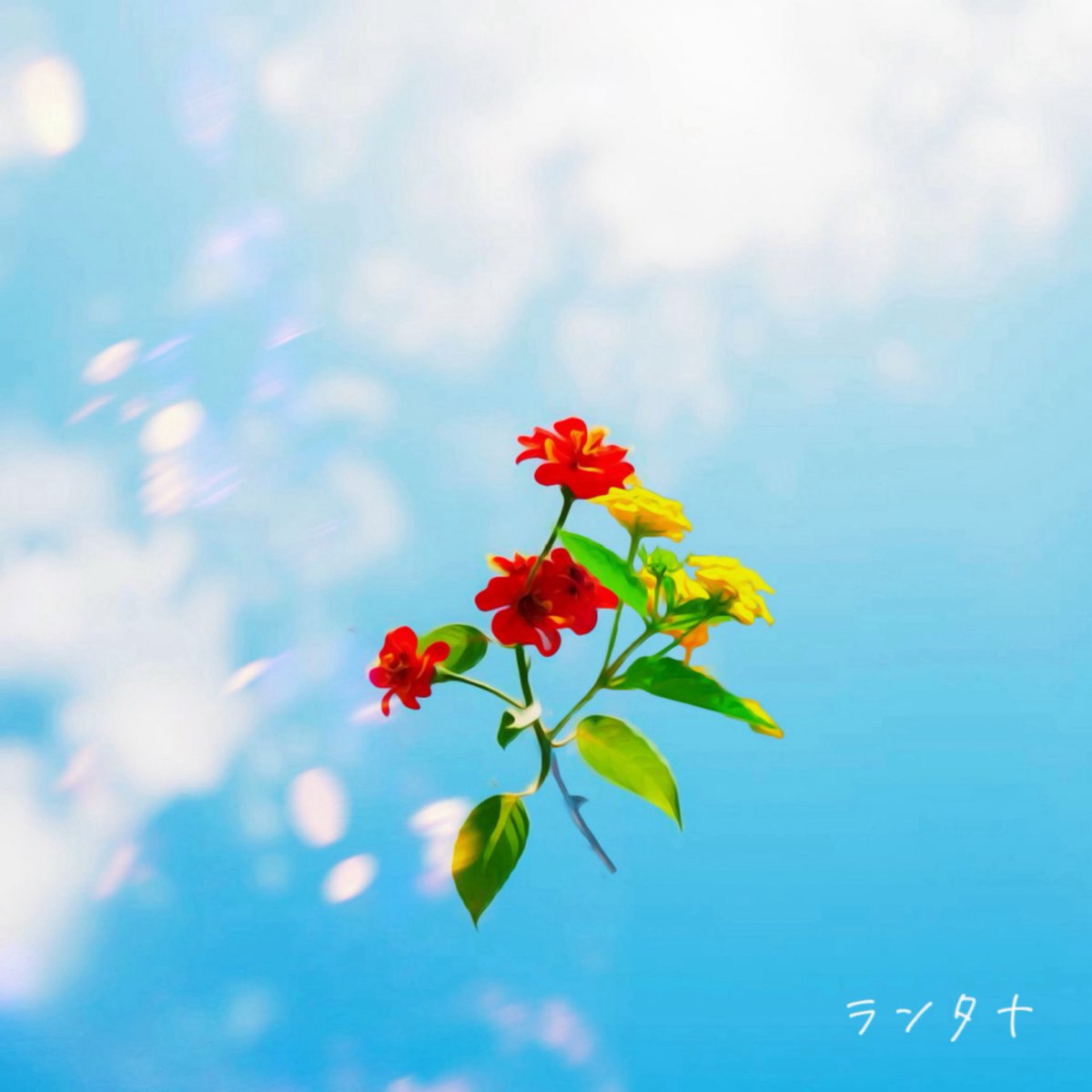 6月18日(水)0時
新曲出します！🙌
「ランタナ」Release！❁⃘*.ﾟ