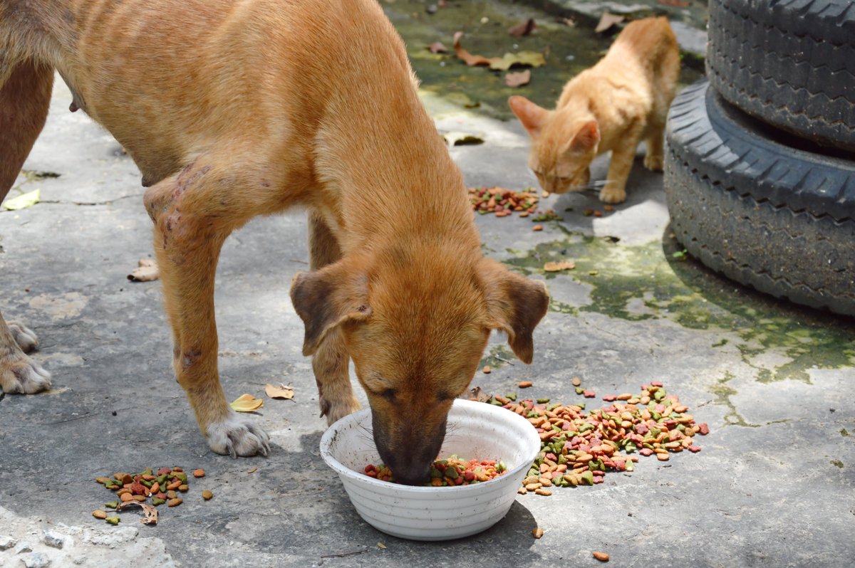 Spay and neuter program designed to reduce stray animal population across TX.

pnsne.ws/4jUJNrH