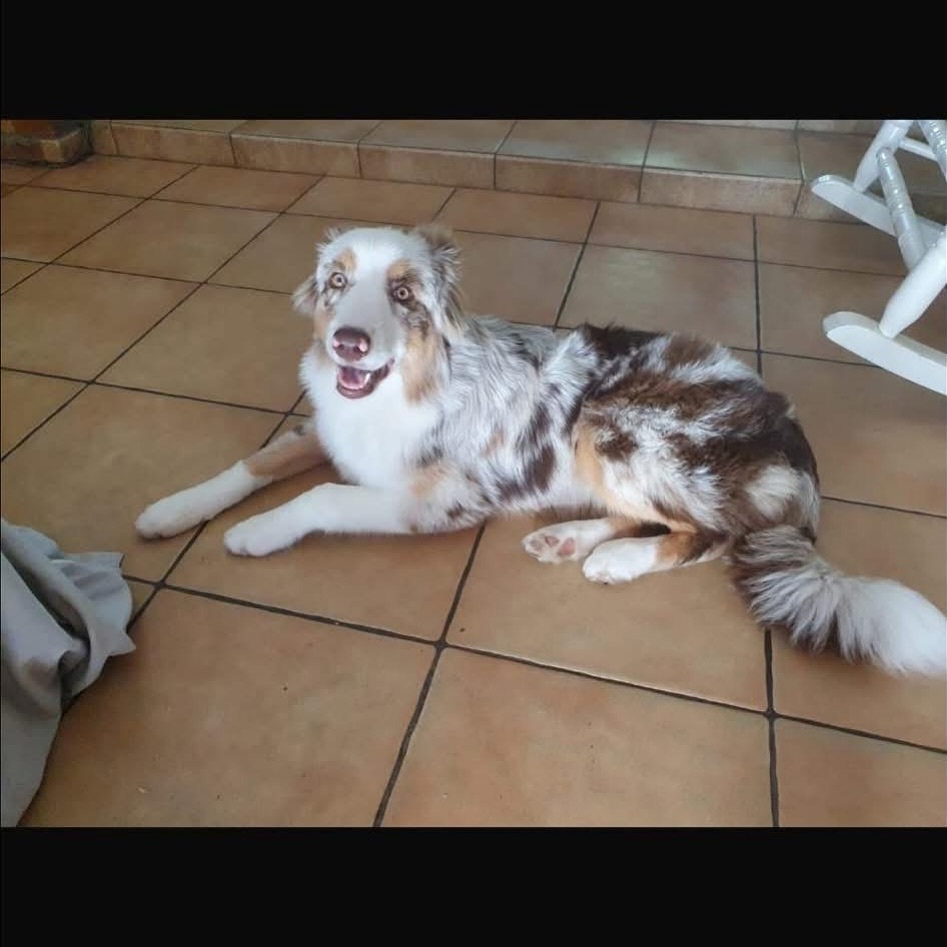 VigiPets.fr (@vigipets) on Twitter photo 🟠 🐶 Chien perdu le 12/06/2025 à Blanquefort (33290).
Race : Berger Australien / Âge : 18 mois
Vanille / Femelle / Identifié(e) : Oui
☎️ 0619533497
📧 carine.vignolles@hotmail.fr
#VigiPets #chienperdu #chientrouve #chien #perdu #trouve 🟠 🐶 Chien perdu le 12/06/2025 à Blanquefort (33290).
Race : Berger Australien / Âge : 18 mois
Vanille / Femelle / Identifié(e) : Oui
☎️ 0619533497
📧 carine.vignolles@hotmail.fr
#VigiPets #chienperdu #chientrouve #chien #perdu #trouve